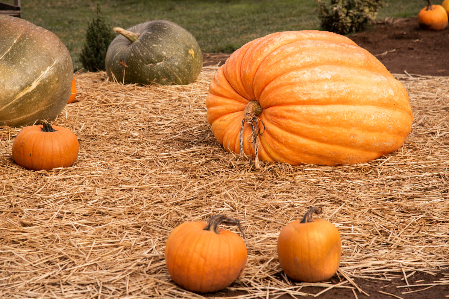 A large pumpkin weighing over 300 pounds sits on display at The Huntting’s Farm in Cinebar on Wednesday.